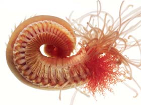 Морские черви. Фото с сайта  www.national-geographic.ru